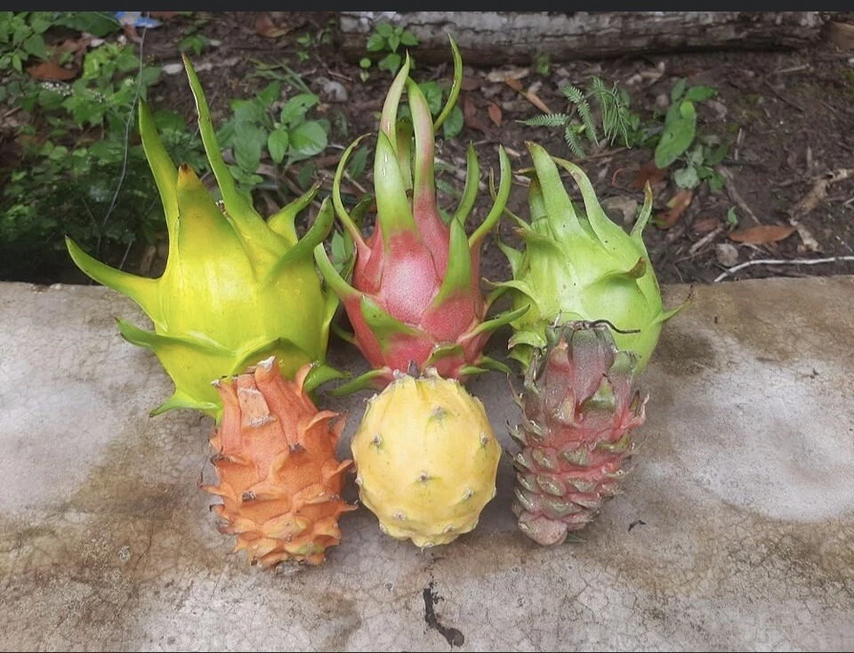 Dragon Fruit Cuttings (Pitaya) - 10 Unrooted 10–14 in Hylocereus Stems for Planting