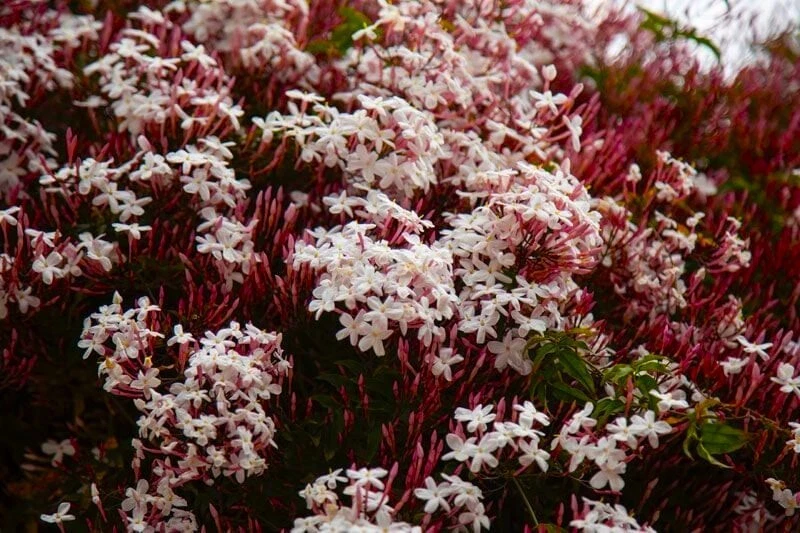 Pink Jasmine Jasminum polyanthum Rooted Starter Vine – Pink Buds, White Fragrant Blooms