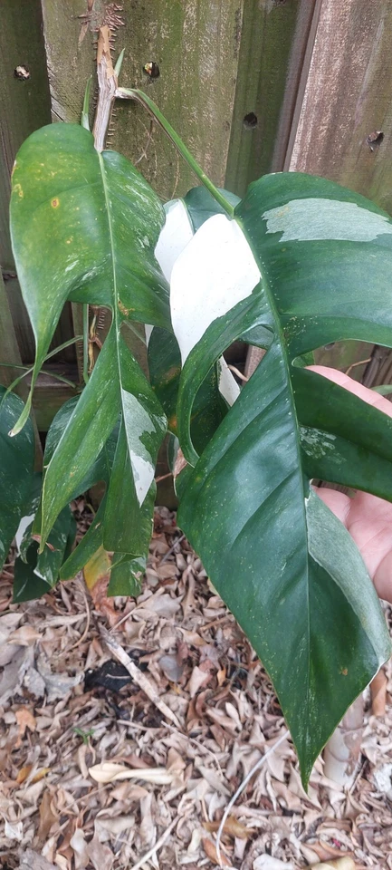 Epipremnum pinnatum Marble Variegated Cutting | Live Marble Pinnatum Stem Cutting