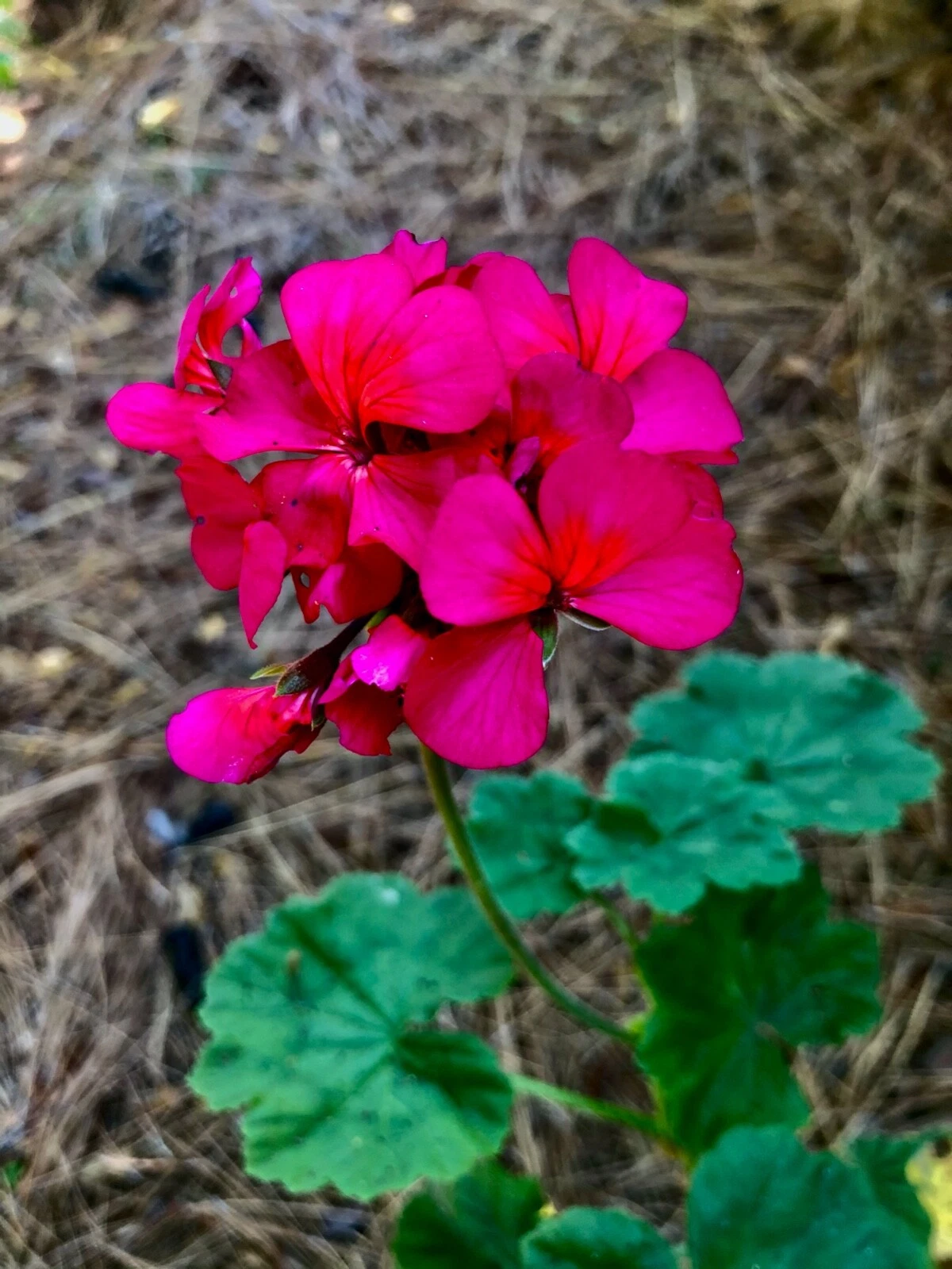 Hot Pink Orange Center Zonal Geranium Cutting – Pelargonium 6-Inch Live Plant Starter