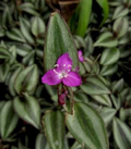 Tradescantia zebrina Evanesce - 5 Live Potted Wandering Jew Houseplants
