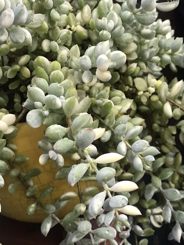 Cotyledon pendens variegata Cuttings - 3 Unrooted 4" Trailing Succulent