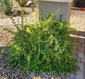 Portulacaria afra Mammoth Cuttings – 5 Unrooted Elephant Bush Stem Cuttings