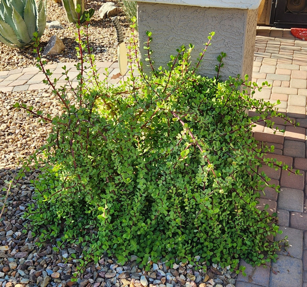 Portulacaria afra Mammoth Cuttings – 5 Unrooted Elephant Bush Stem Cuttings