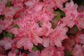 Hampton Beauty Azalea Starter Plant | Rhododendron deciduous heavy bloomer