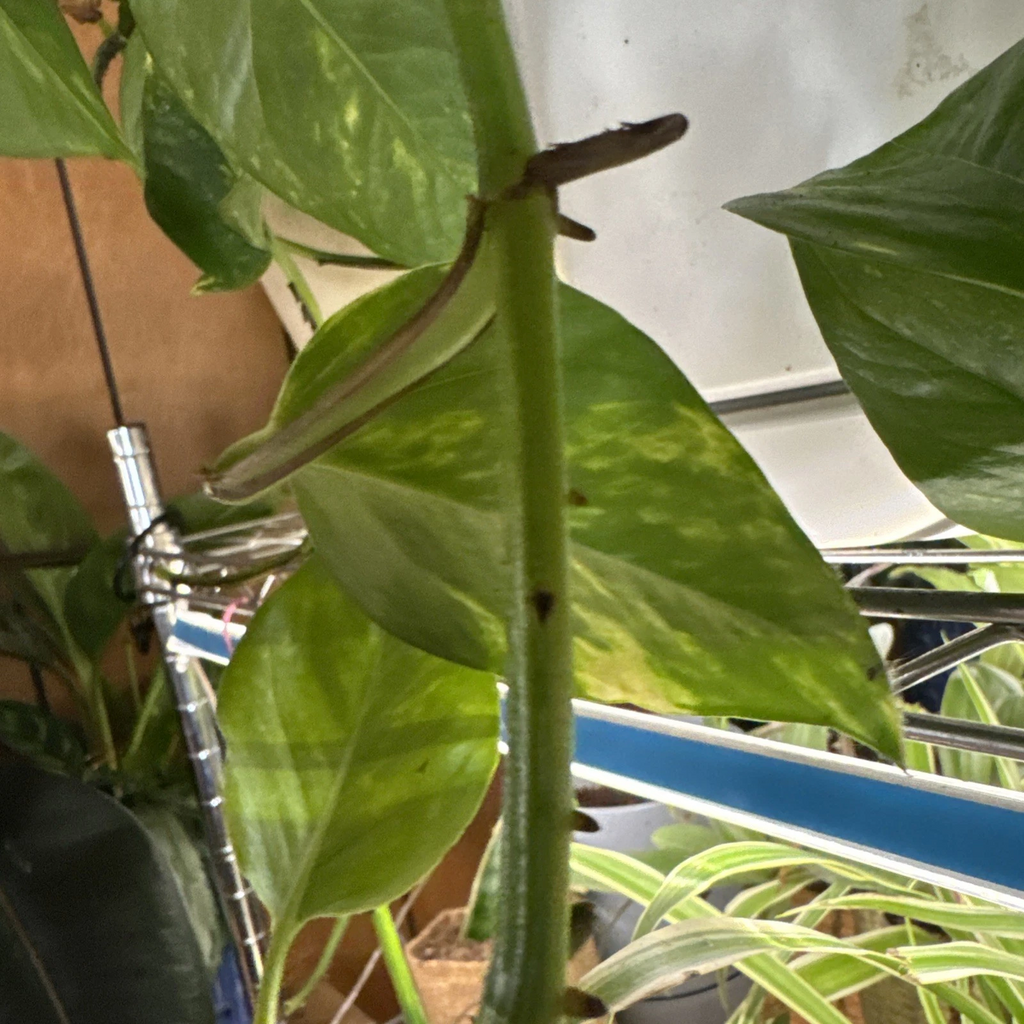 Golden Pothos Rooted Cutting – Epipremnum aureum Starter Plant