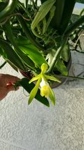 Vanilla Bean Orchid Cutting – 12" Vanilla planifolia Climbing Orchid Starter