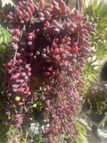 Othonna capensis Ruby Necklace – 10 Fresh Unrooted Cuttings, Purple Bead-Stem Succulent