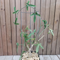 Ipomoea platensis Caudiciform – Live 4" Pot Caudex Succulent