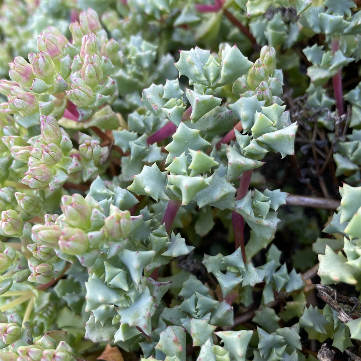 Oscularia deltoides Cuttings – 10 Fresh 4–6in Unrooted Dew Plant Cuttings