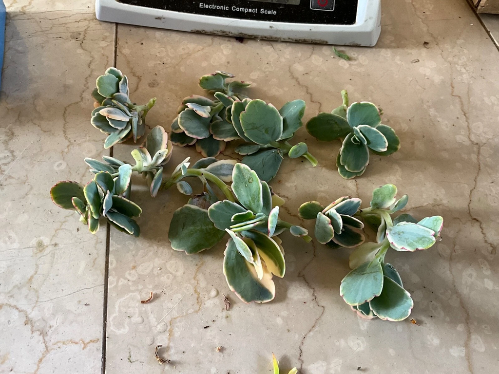 Kalanchoe fedtschenkoi Lavender Scallops Cuttings - Live Starter Plant