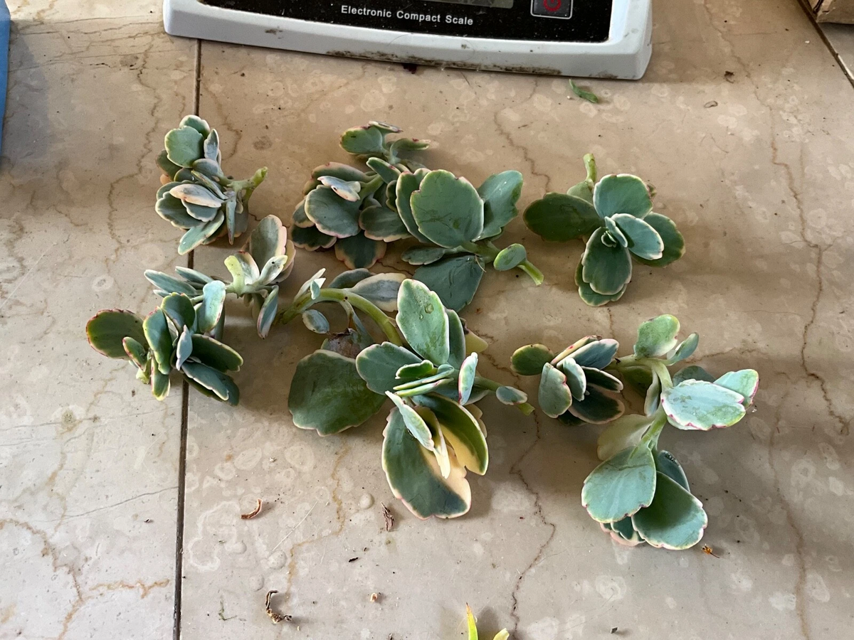 Kalanchoe fedtschenkoi Lavender Scallops Cuttings - Live Starter Plant