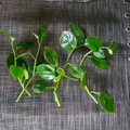 Peperomia Cupid Cuttings – 6 Unrooted Heart-Shaped Vining Peperomia Stems