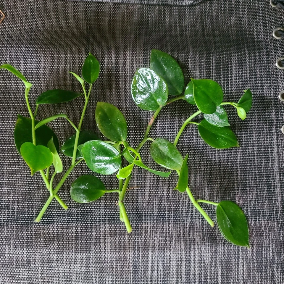 Peperomia Cupid Cuttings – 6 Unrooted Heart-Shaped Vining Peperomia Stems