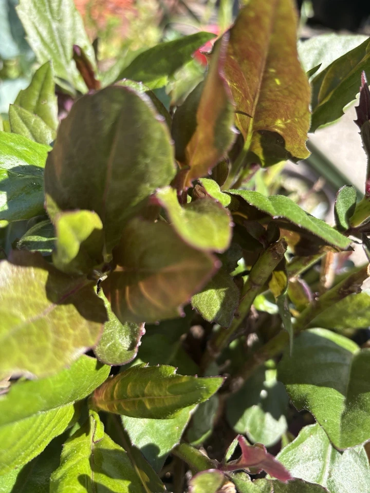 Okinawa Spinach (Gynura bicolor) - 2 Rooted Live Plants | Perennial Greens