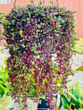 Othonna capensis Ruby Necklace Seeds – 100+ Seeds for Trailing Succulent