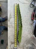 Rainbow Dragon Fruit Cutting – 10–15 Inch Unrooted Pitaya Cutting for Propagation