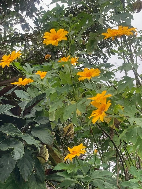Mexican Sunflower Cuttings (Tithonia diversifolia) – 8 Fresh 9" Stems for Planting
