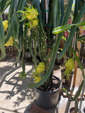 Yellow Dragon Fruit Israel Yellow Cuttings – 4 Pack, 7–9" Unrooted Stems