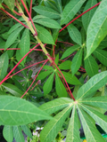Red Cassava Cuttings – Manihot esculenta, 5 Fresh Unrooted Stems 5-8 Inches