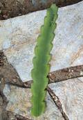 Vista Sun Epiphyllum Cutting – 8–10” Unrooted Orchid Cactus Stem