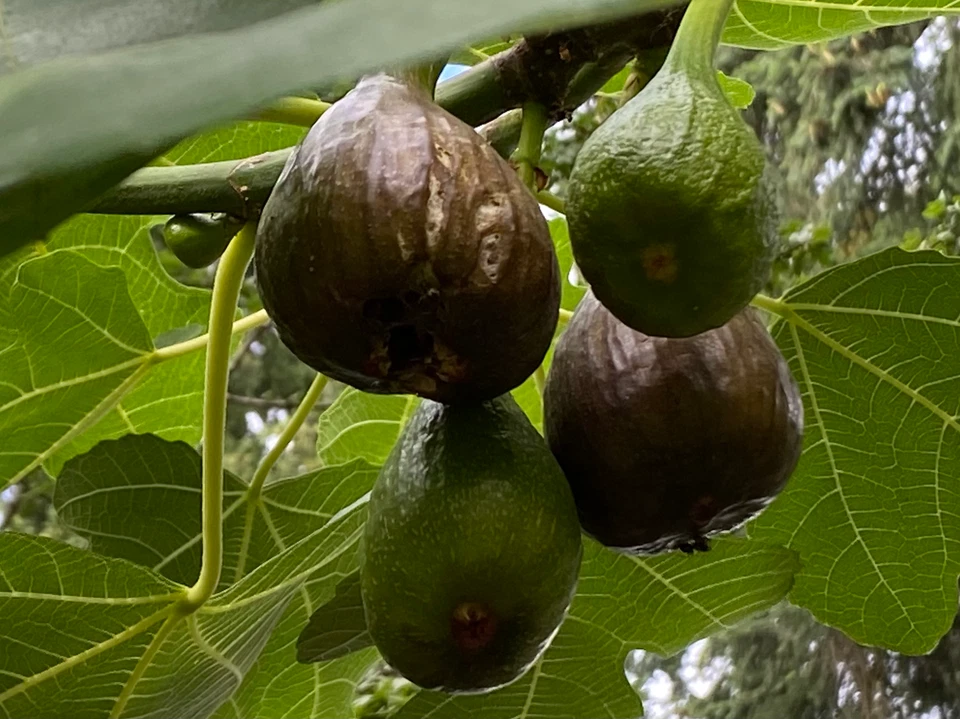 Violetta Fig Cuttings (2 Thick Cold-Hardy Ficus carica) for Rooting and Propagation