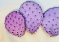 Opuntia Durazilla Purple Prickly Pear Cactus Pad (Unrooted) – 1 Live Nopal Starter Pad