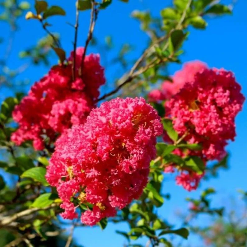 Crape Myrtle Cuttings - 8 Unrooted Deep Pink 6–10" Heirloom Stems