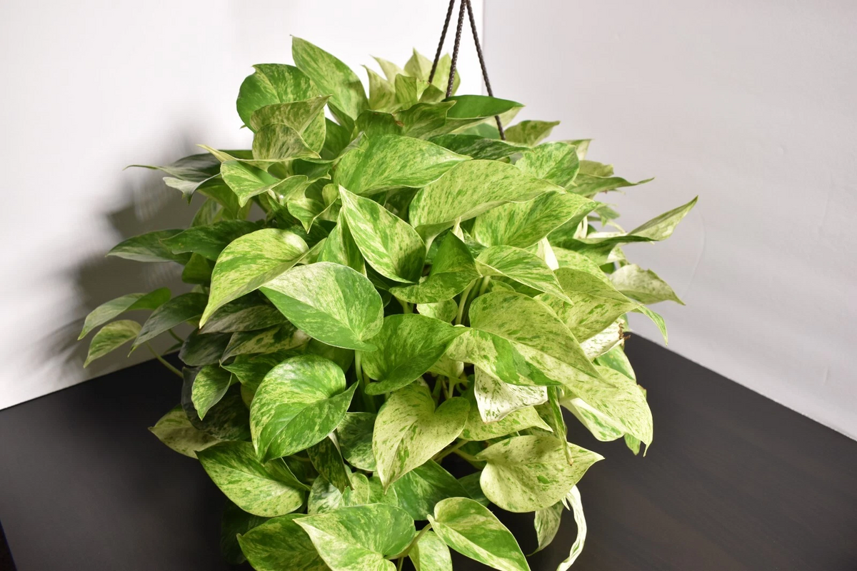 Marble Queen Pothos - Fully Rooted 3-Node Cutting in Soil, Epipremnum aureum