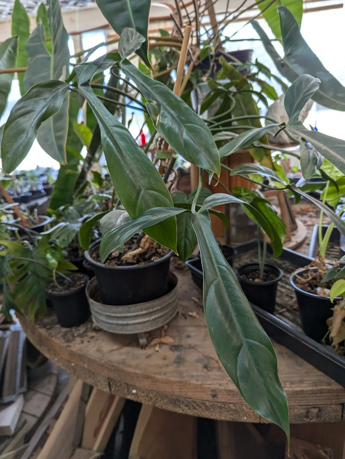 Philodendron 69686 Cutting – Large 10" Leaf, Rare Aroid Starter Plant