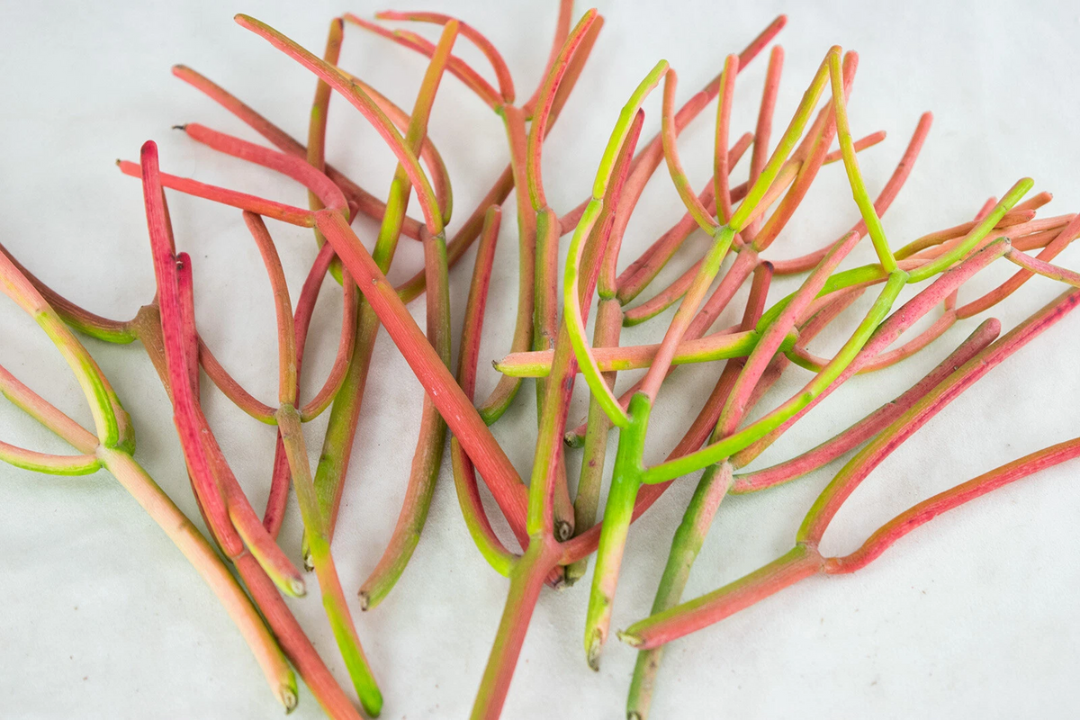 Fire Sticks Cuttings – 15-Pack Euphorbia tirucalli Cuttings for Rooting, Red-Orange Stems
