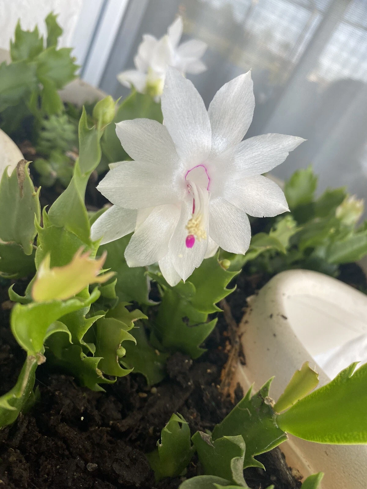 White Christmas Cactus Cuttings (Schlumbergera) - 5 Unrooted 4–5" Stems
