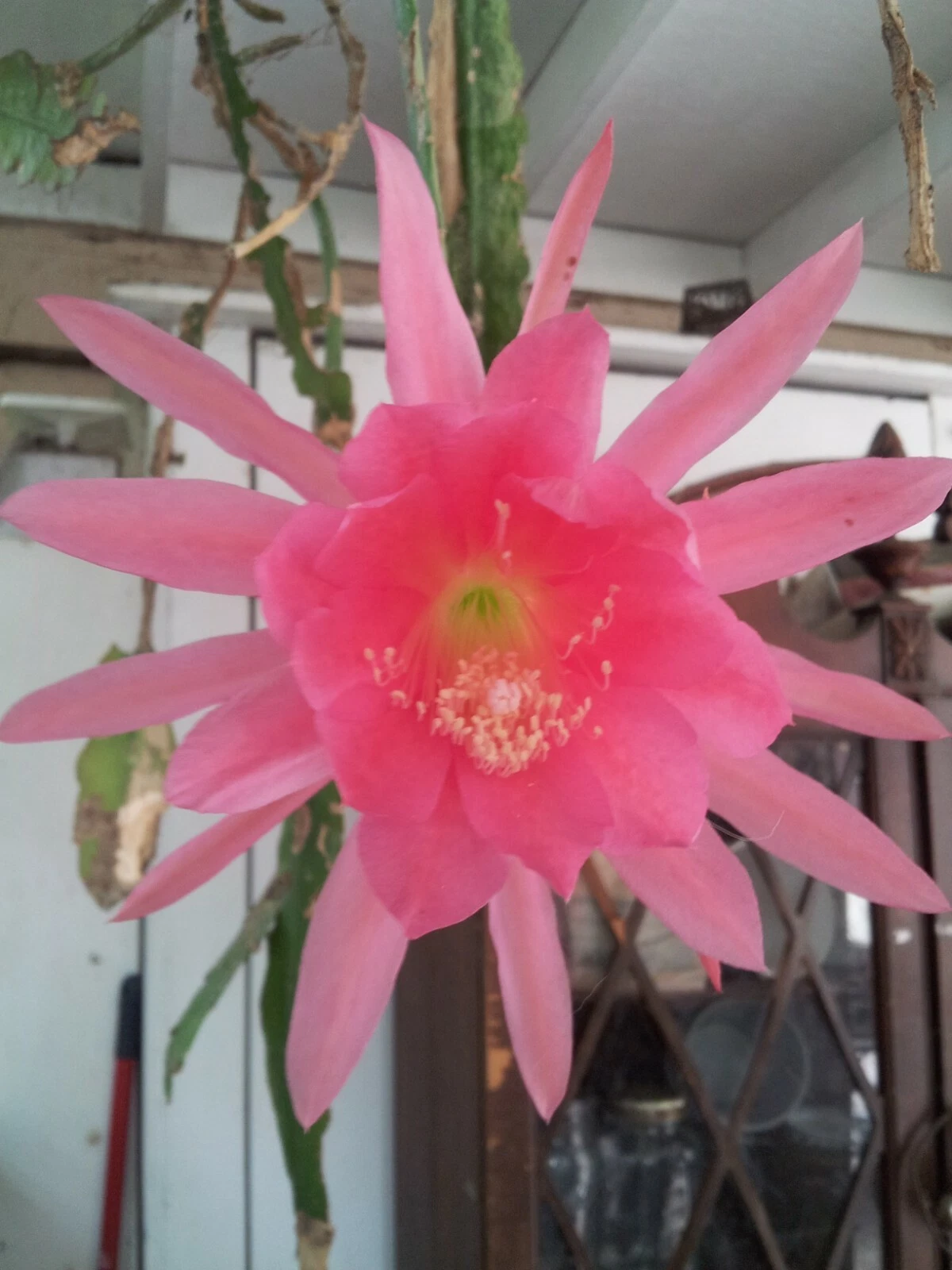 Padre Pink Epiphyllum Orchid Cactus Cutting (6–8 in) – Unrooted Stem for Propagation