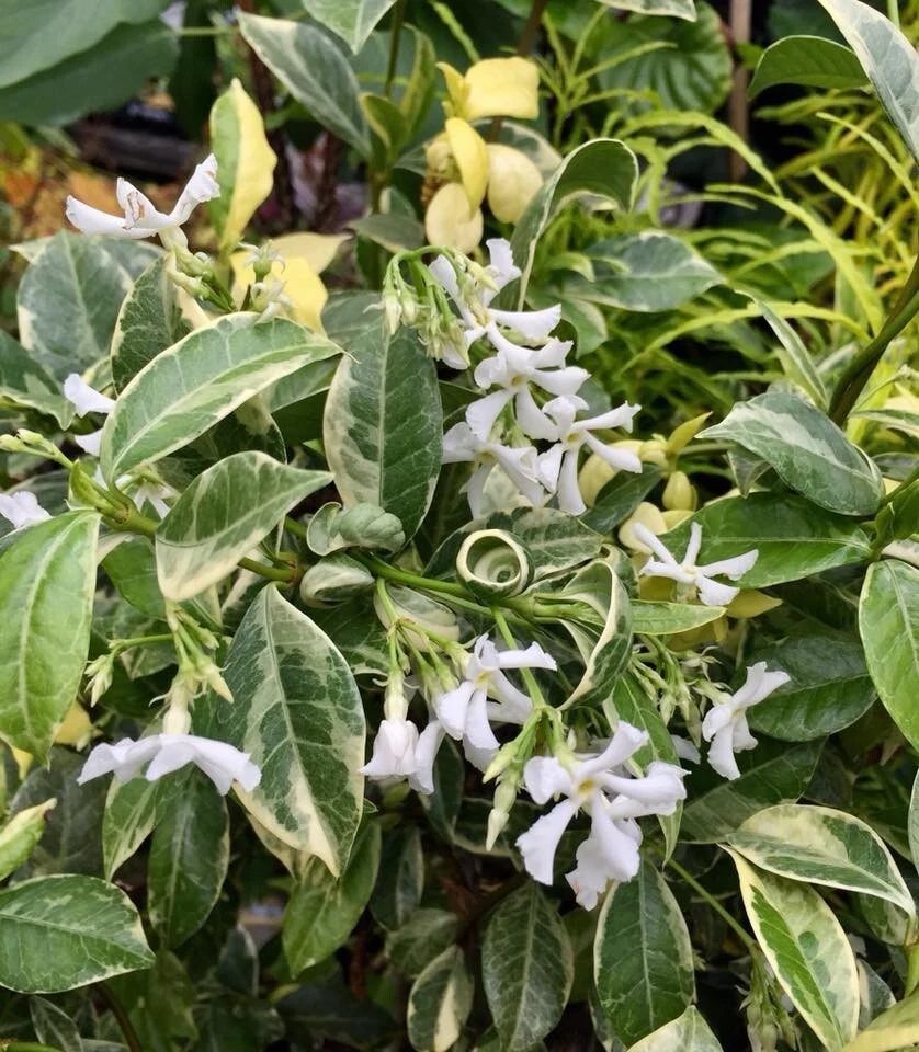 Variegated Confederate Jasmine Trachelospermum jasminoides Rooted Starter Plant