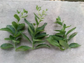 Sedum Autumn Joy Cuttings – Unrooted 3-Pack