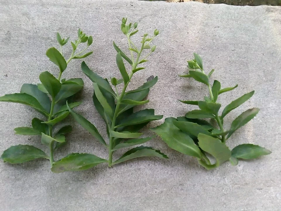 Sedum Autumn Joy Cuttings – Unrooted 3-Pack