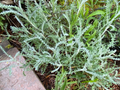 White Santolina Cuttings (4 Pack) - Silver Foliage, Drought-Tolerant Evergreen Shrub