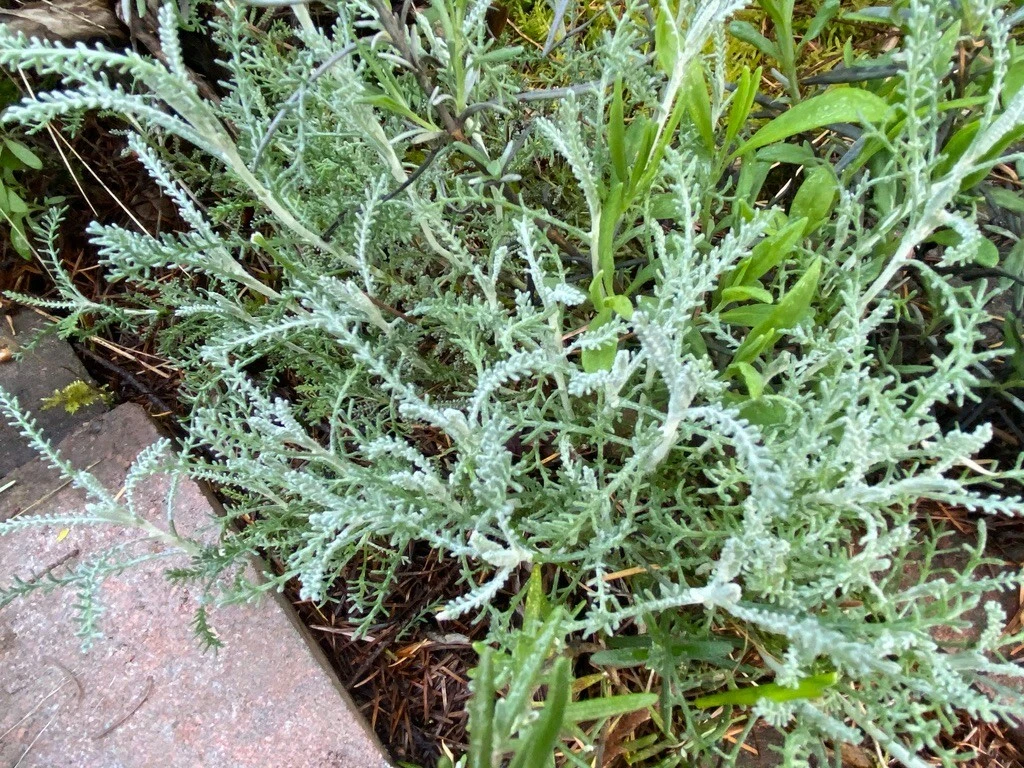 White Santolina Cuttings (4 Pack) - Silver Foliage, Drought-Tolerant Evergreen Shrub