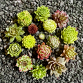 10 Baby Sempervivum Hens & Chicks - 10 Varieties, ±1" Starter Plants
