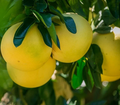 Red Fleshed Pomelo Scion Cuttings – 3 Live Citrus maxima 6–8" for Rooting or Grafting