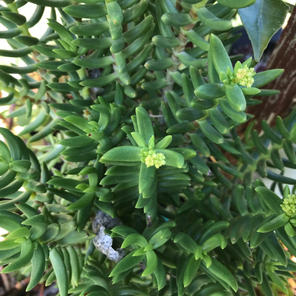 Crassula tetragona Mini Pine Tree Succulent Cuttings – Set of 4 (Unrooted) Bonsai-Style