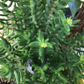 Crassula tetragona Mini Pine Tree Succulent Cuttings – Set of 4 (Unrooted) Bonsai-Style