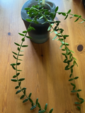 Hoya Engleriana Cutting – 4-Node Unrooted Stem for Propagation