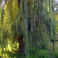 White Willow Cuttings (Salix alba) – 20 Live Hardwood Cuttings 6–10 Inches