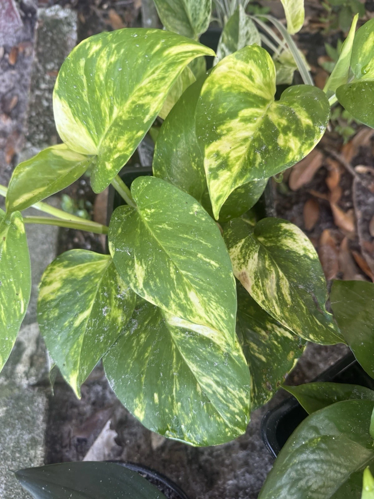 Golden Pothos - 4 Rooted Cuttings | Epipremnum aureum Starter Vines for Indoor Growing