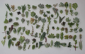 100 Mixed Succulent Cuttings (25 Varieties) – Unrooted, Ready to Root