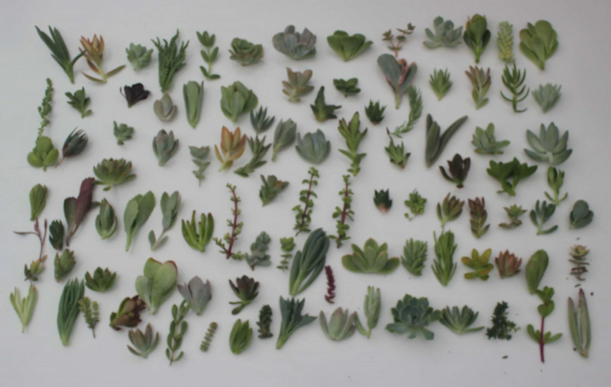 100 Mixed Succulent Cuttings (25 Varieties) – Unrooted, Ready to Root