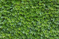 Boston Ivy Cuttings – 10 Fresh Unrooted Cuttings, 6–8 in, Parthenocissus tricuspidata