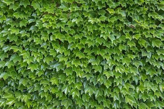 Boston Ivy Cuttings – 10 Fresh Unrooted Cuttings, 6–8 in, Parthenocissus tricuspidata