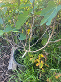Excel Fig Tree Cuttings (3 Unrooted) – Ficus carica Excel, 6-8 inch